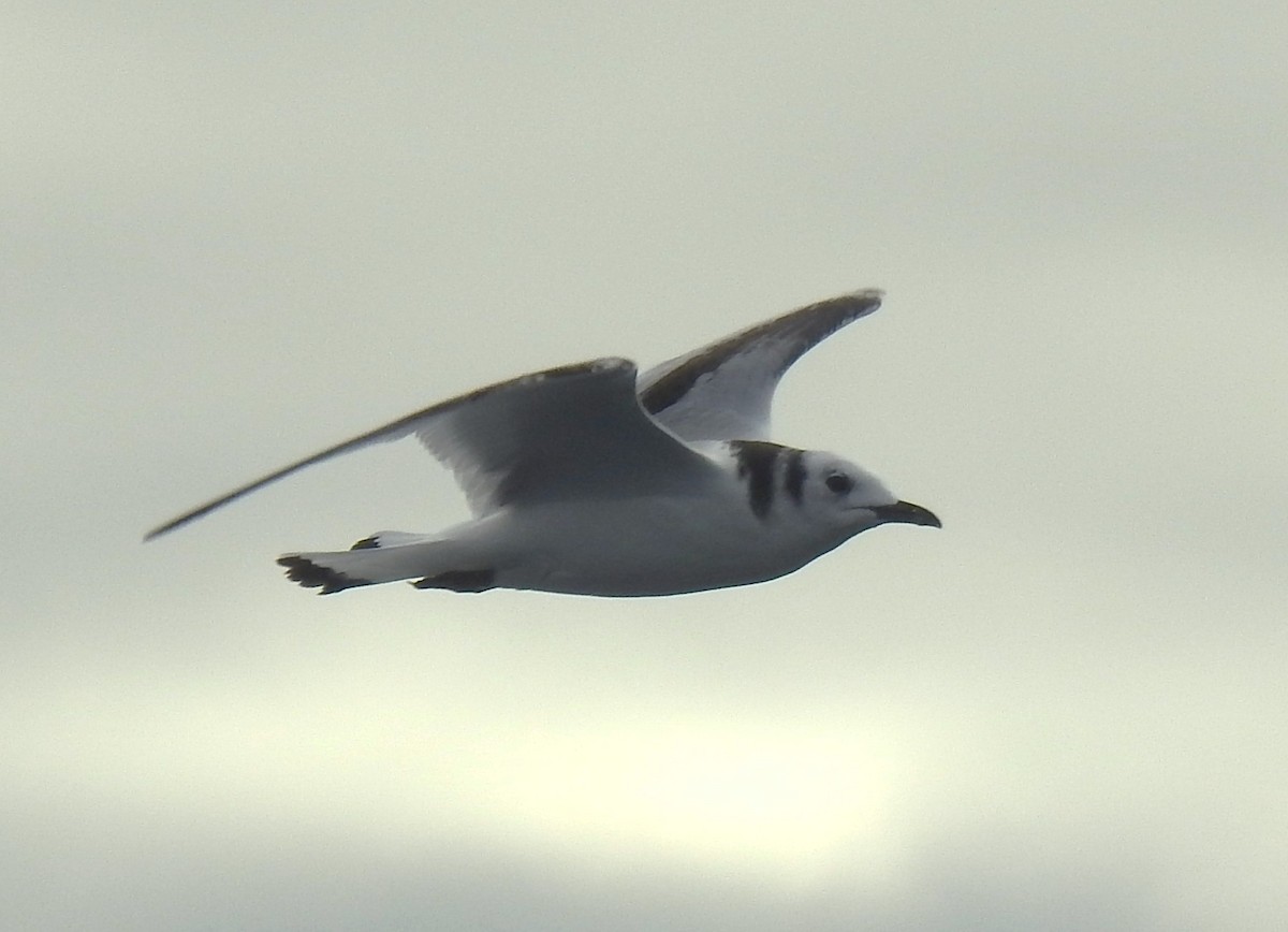 Gaviota Tridáctila - ML641125569