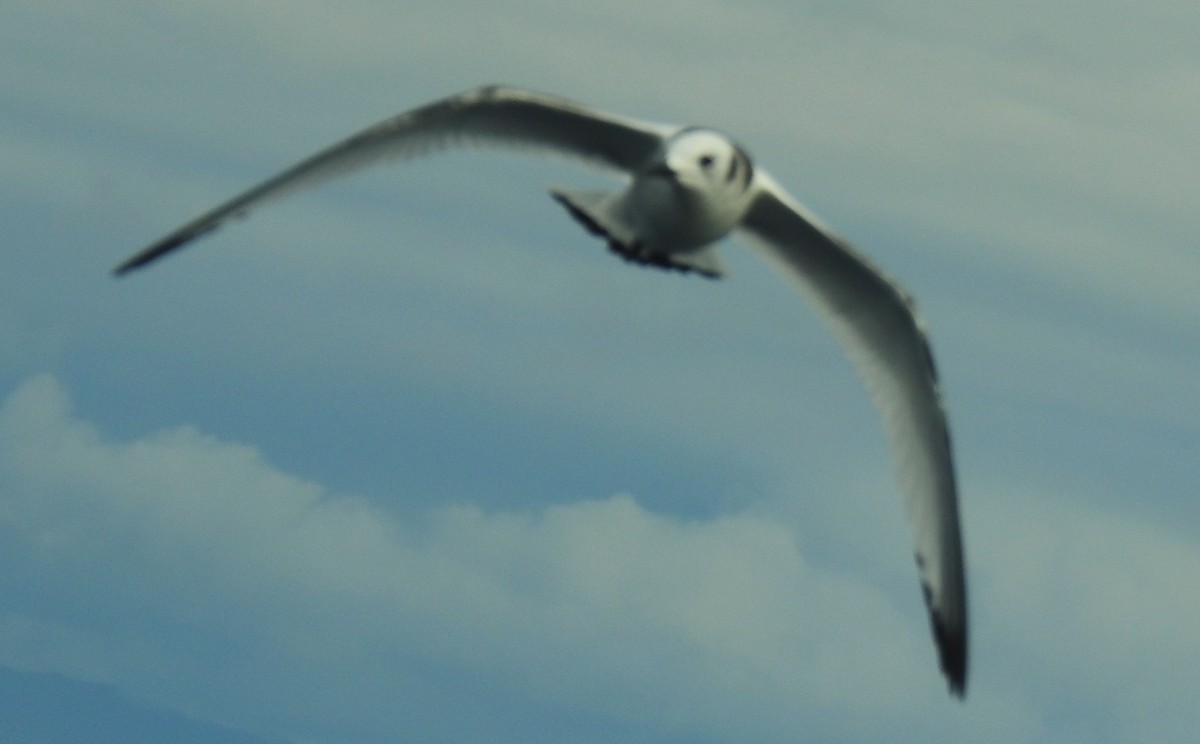 Gaviota Tridáctila - ML641125570