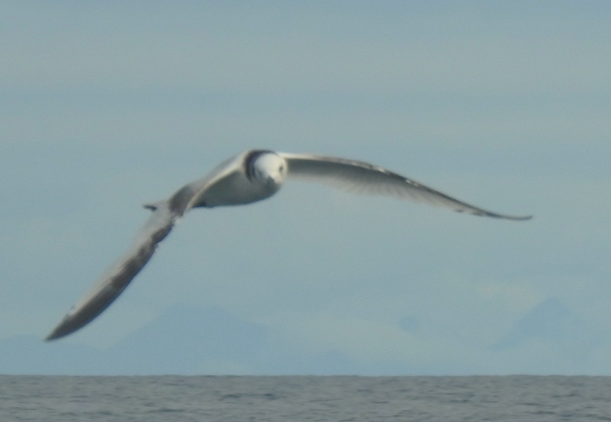 Gaviota Tridáctila - ML641125572