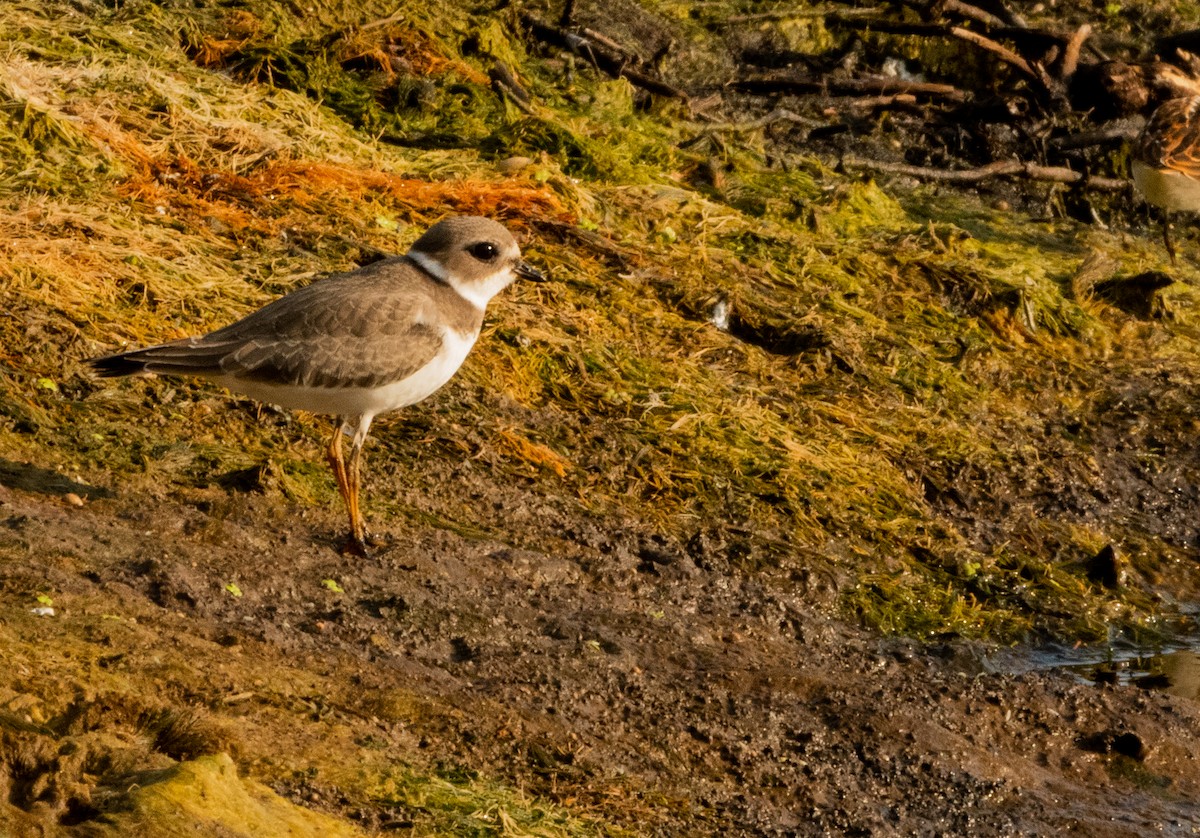 Semipalmated Plover - ML641125582