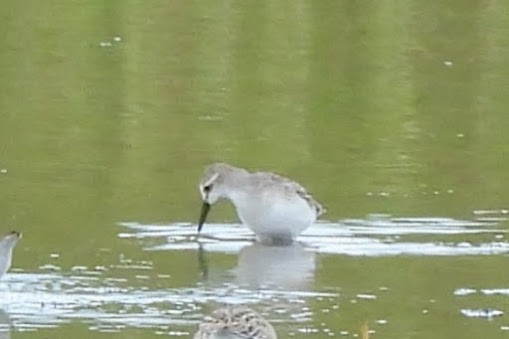 Semipalmated Sandpiper - ML641125610