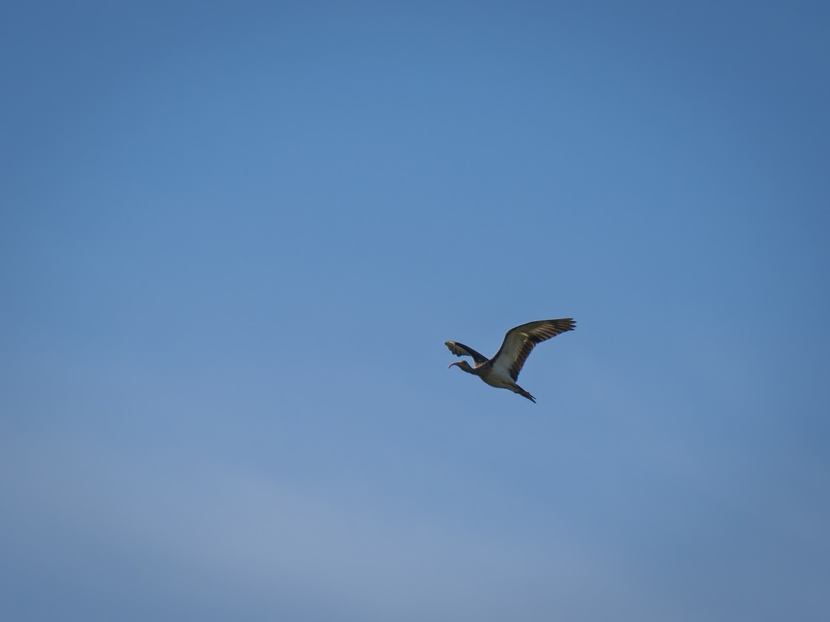 Ibis blanc - ML641125613