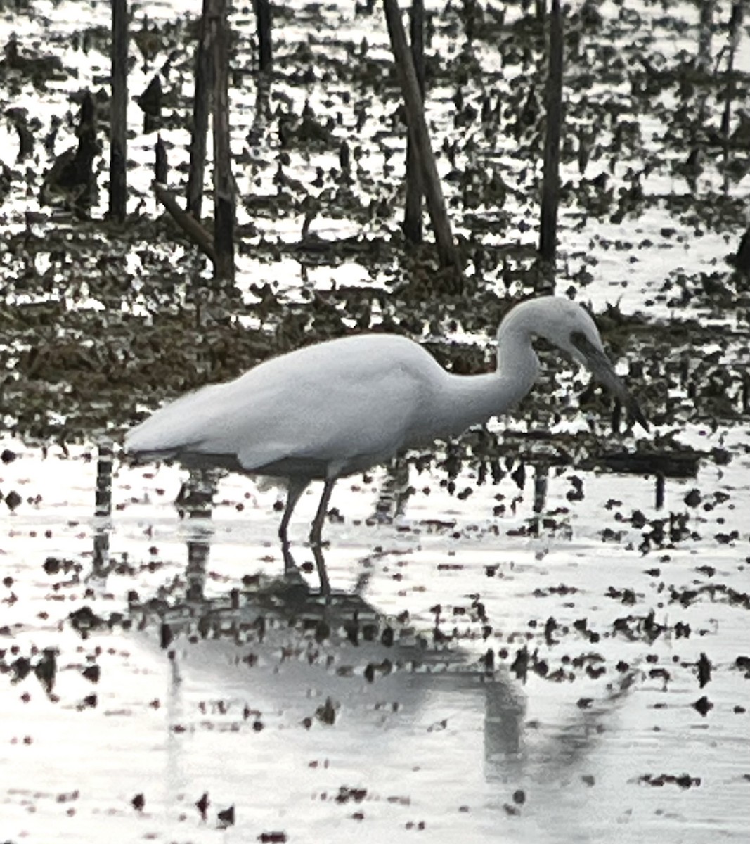 Little Blue Heron - ML641125637