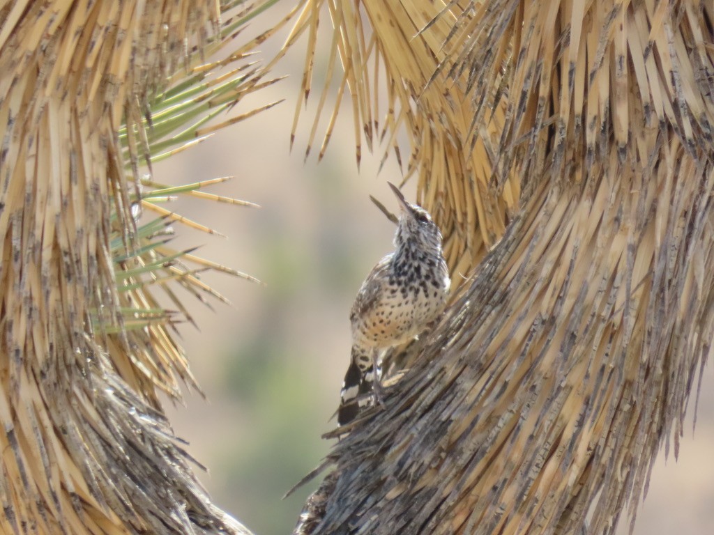 Cactus Wren - ML641125638