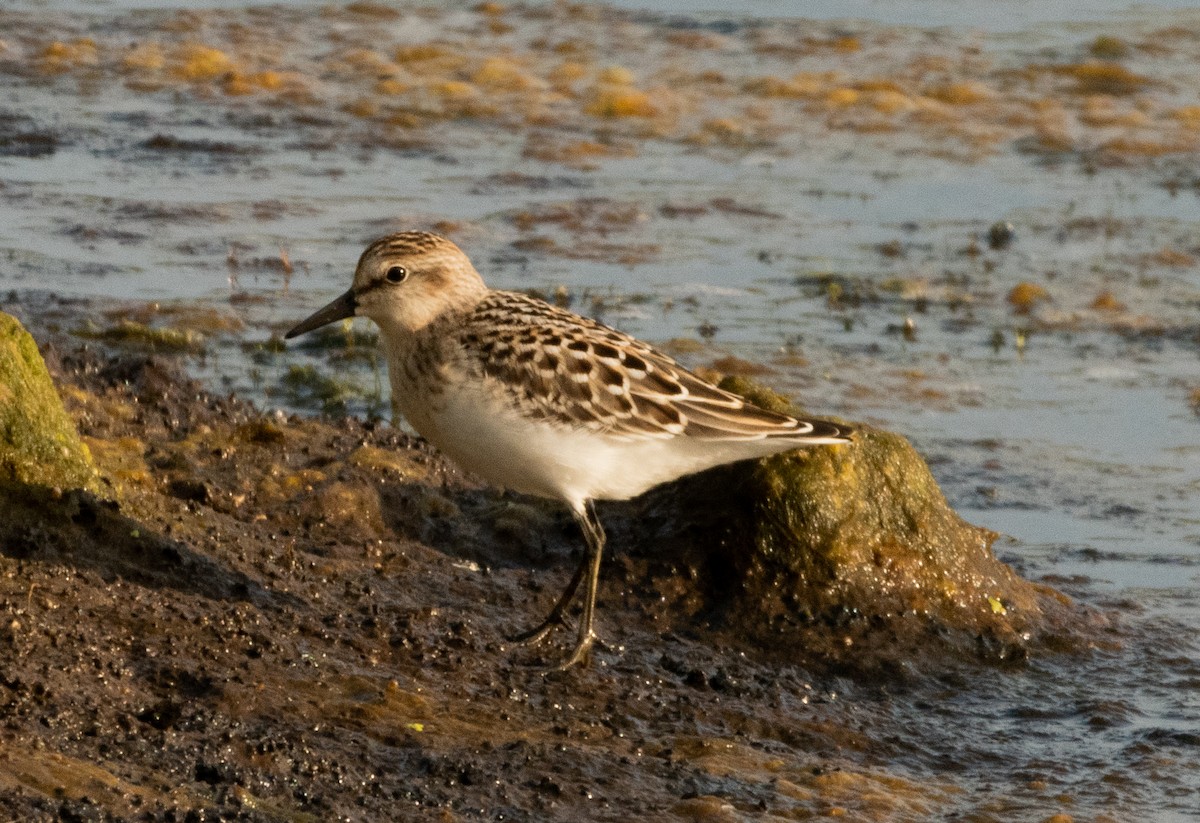 Semipalmated Sandpiper - ML641125651