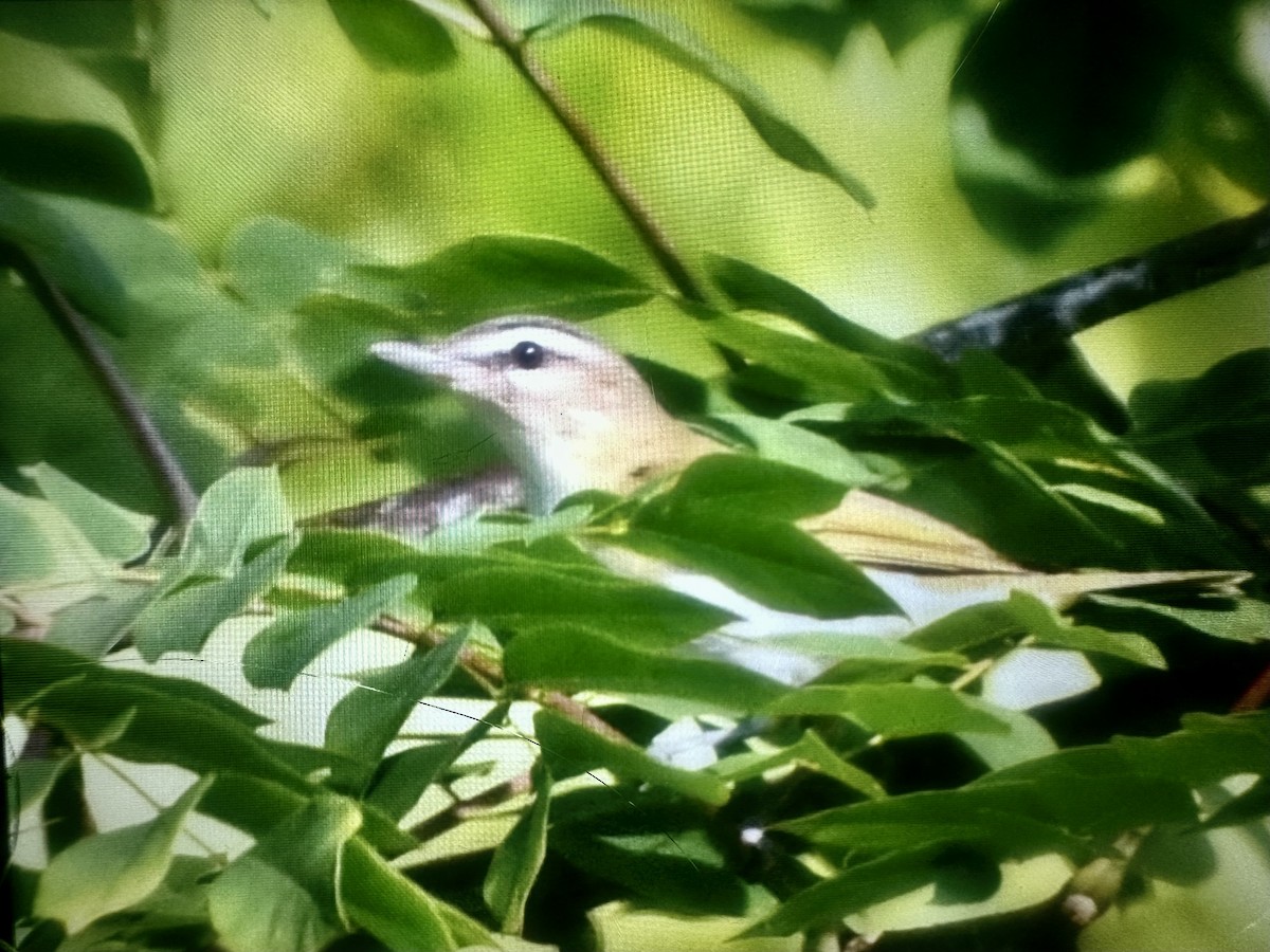 Red-eyed Vireo - ML641125659