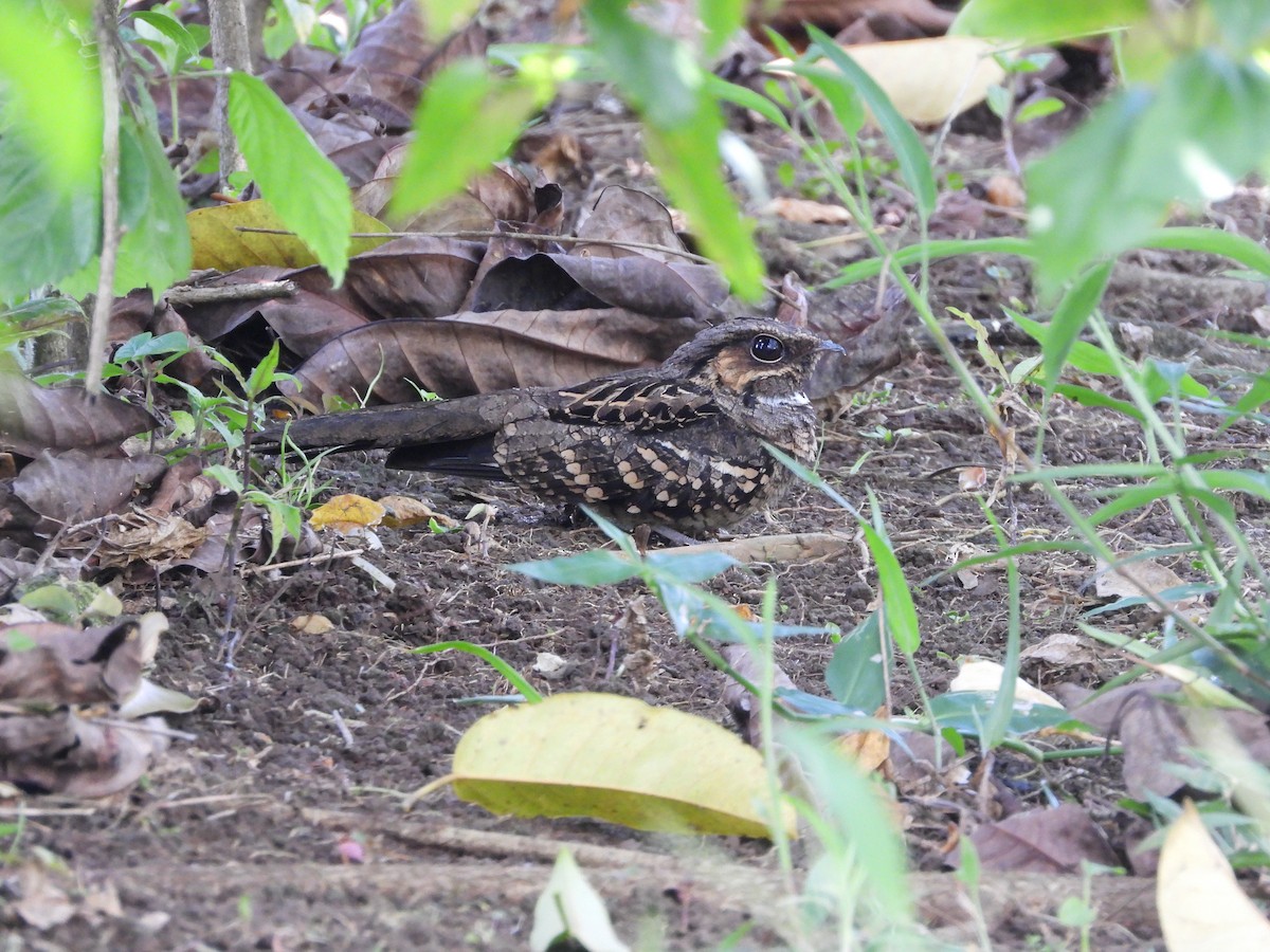 Common Pauraque - ML641125737