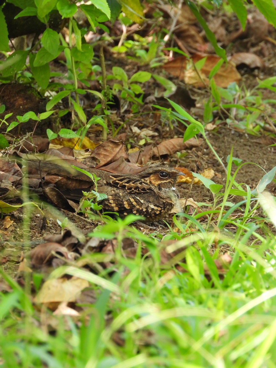 Common Pauraque - ML641125738