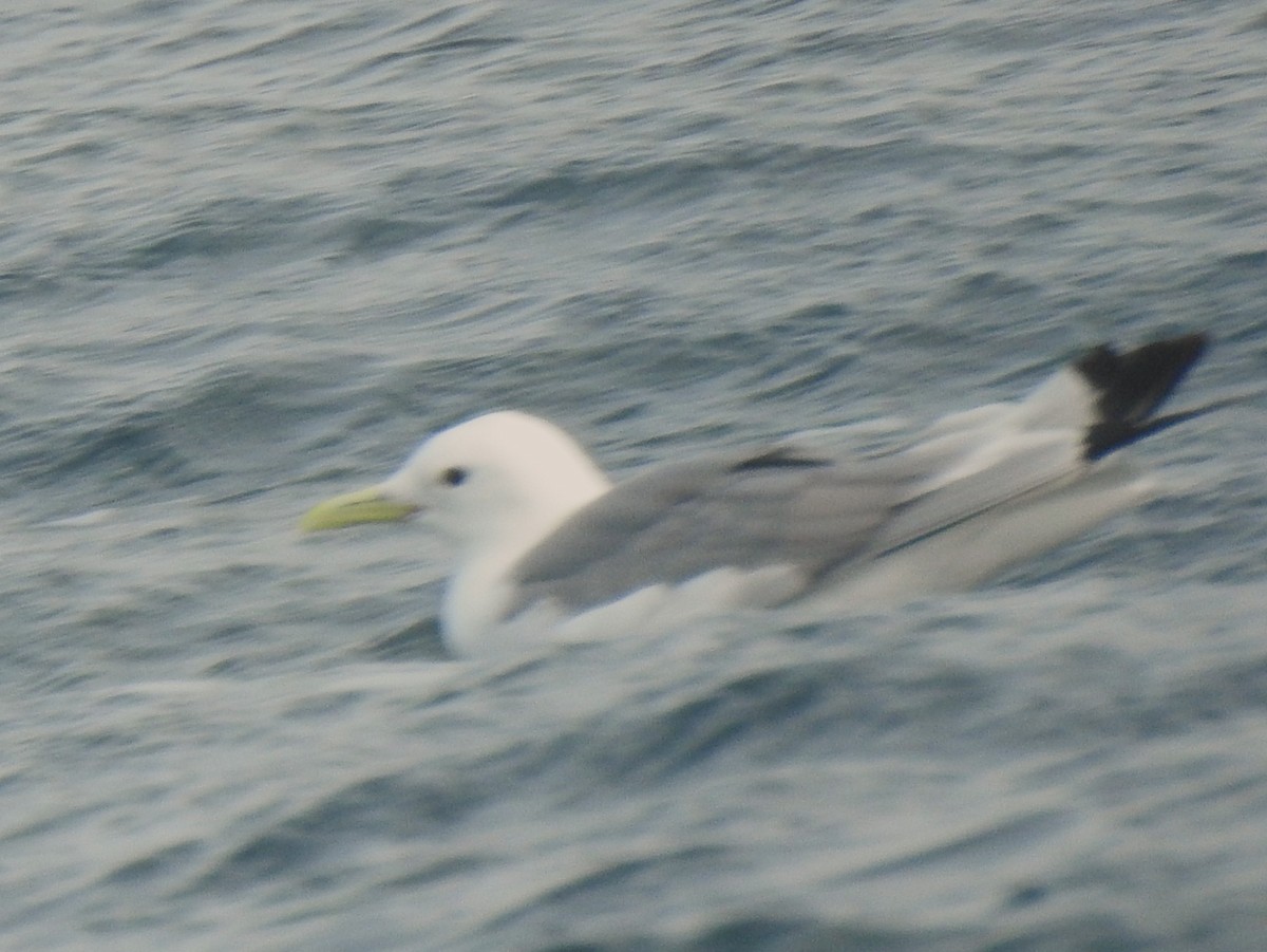 Gaviota Tridáctila - ML641125748