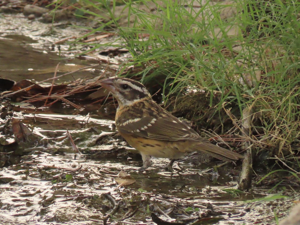 Black-headed Grosbeak - ML641125758