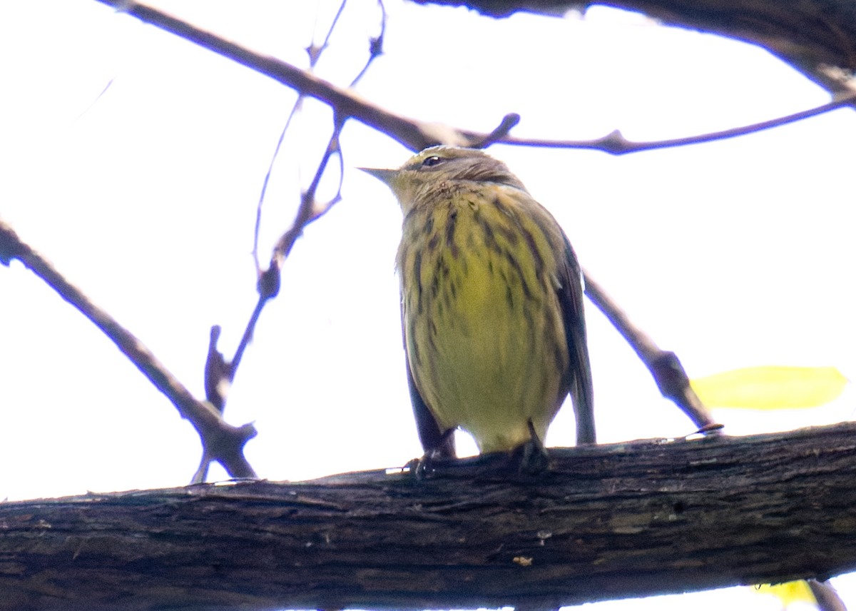 Paruline tigrée - ML641125767
