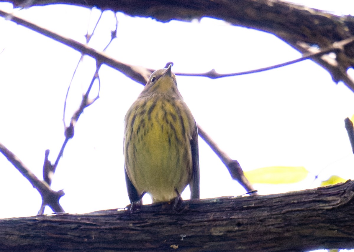 Paruline tigrée - ML641125769