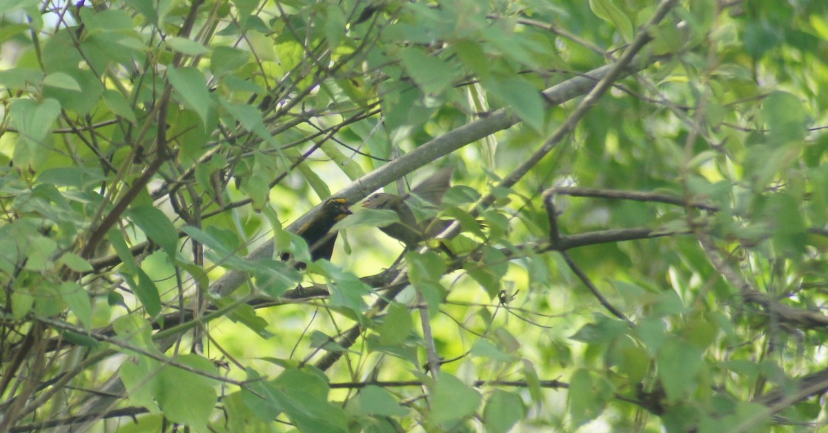 Yellow-faced Grassquit - ML641125772