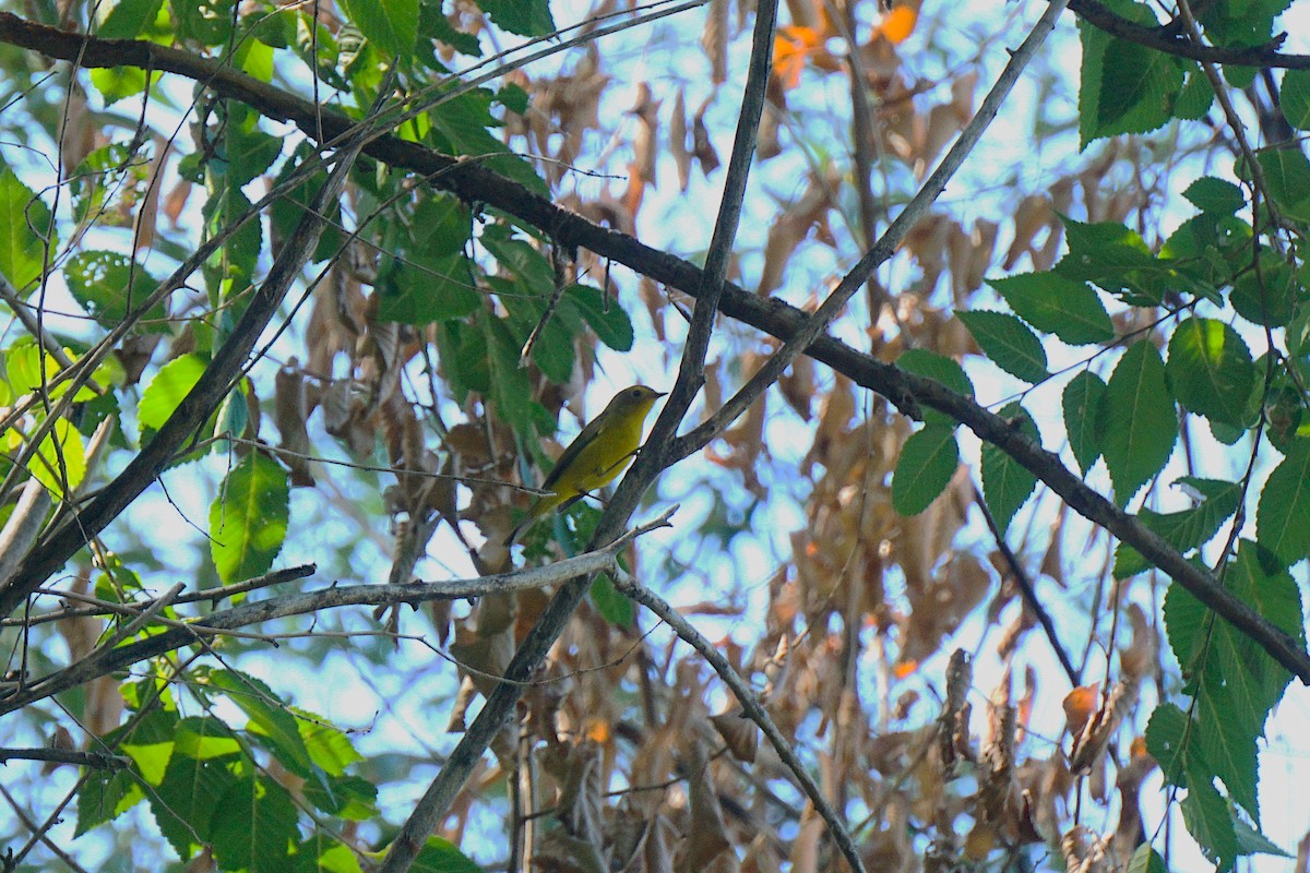 Wilson's Warbler - ML641125778