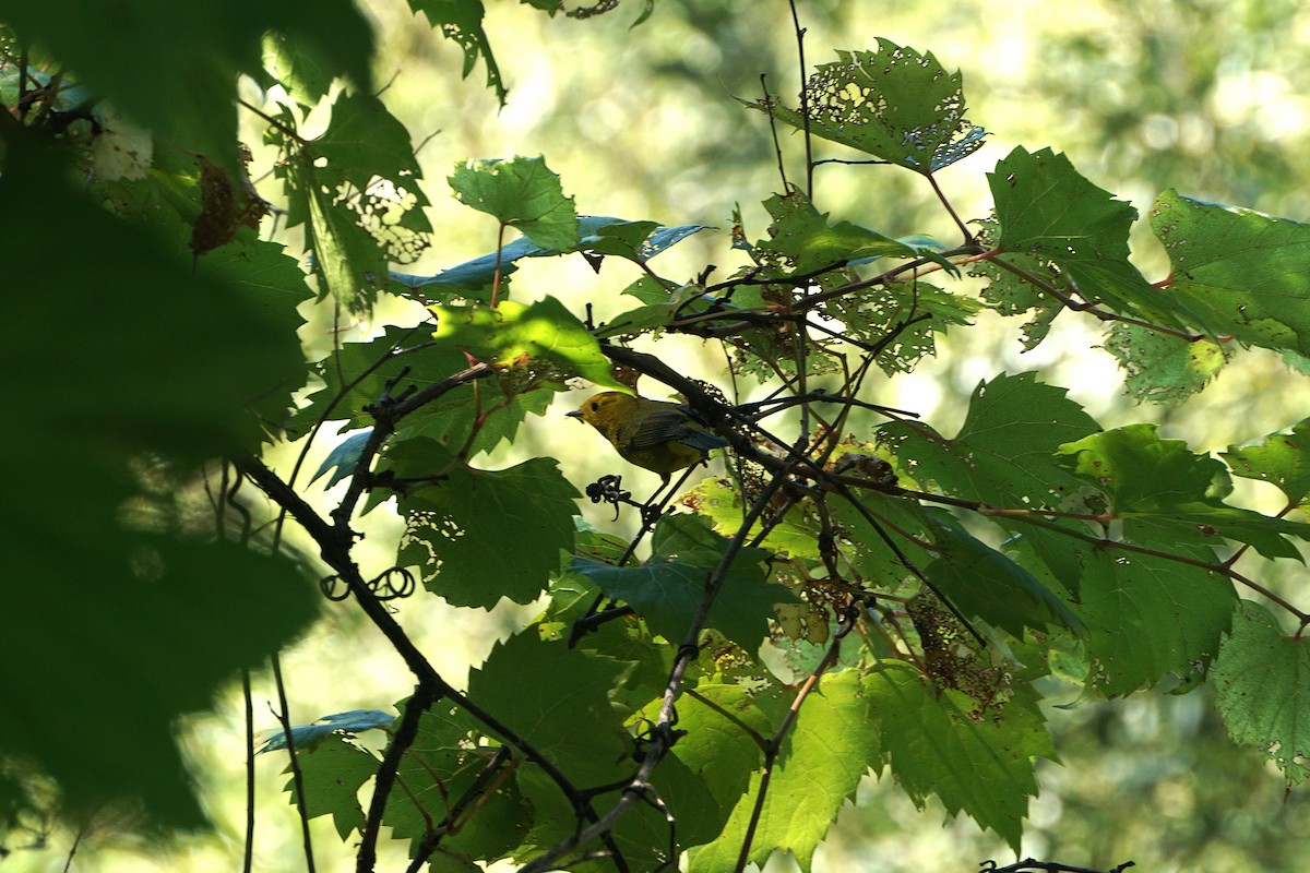 Wilson's Warbler - ML641125779