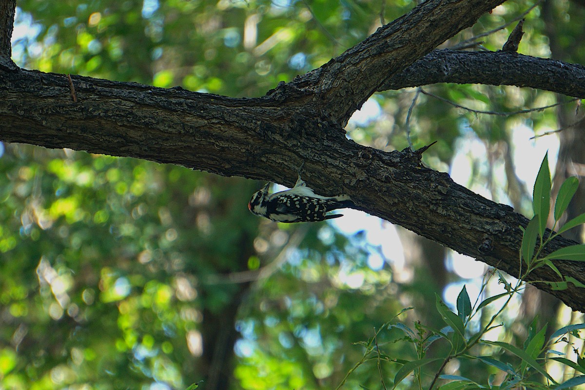 Downy Woodpecker - ML641125809