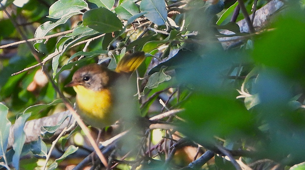 Common Yellowthroat - ML641125814
