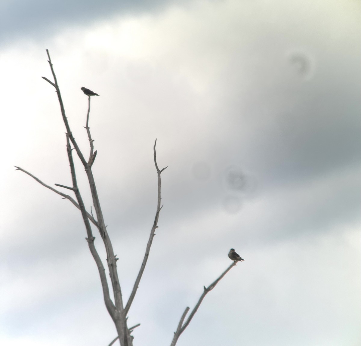 Merlin - ML641125822