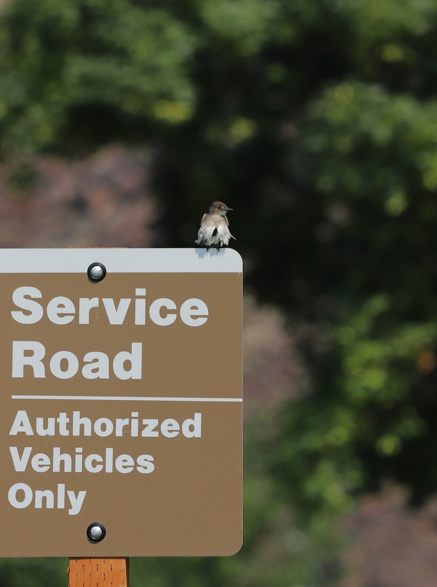 Western Wood-Pewee - ML641125832