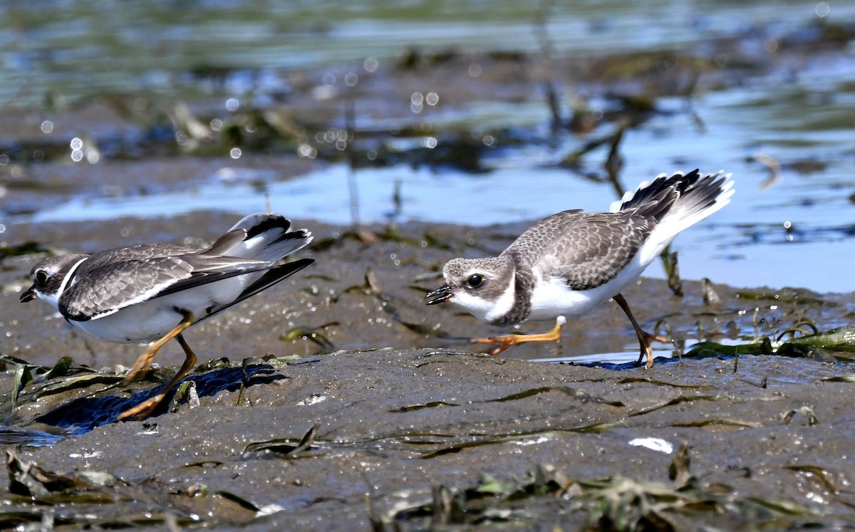 Semipalmated Plover - ML641125888