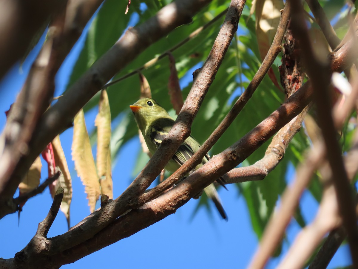 Yellow-bellied Flycatcher - ML641125899