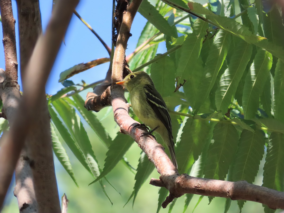 Yellow-bellied Flycatcher - ML641125900