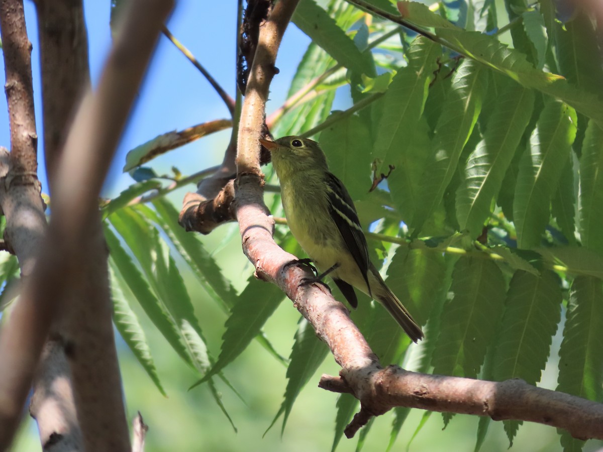Yellow-bellied Flycatcher - ML641125901