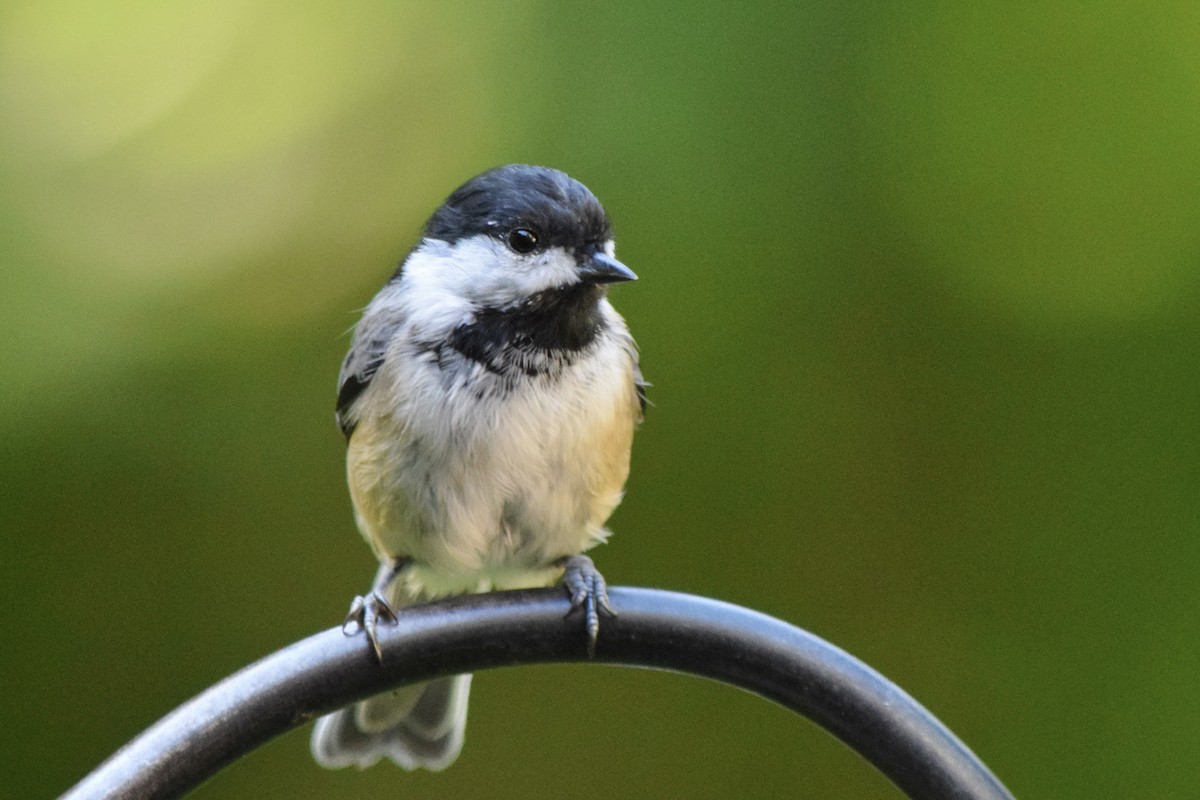 Black-capped Chickadee - ML641125911