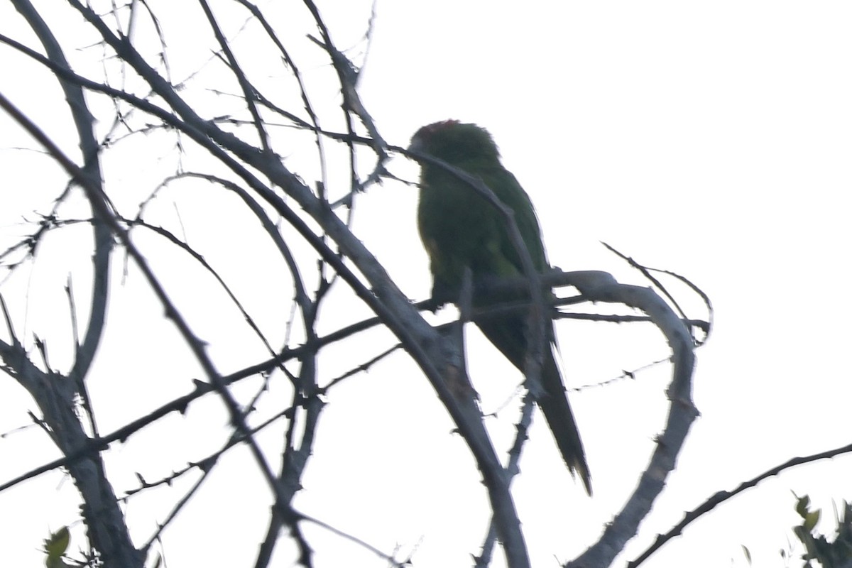 Cordilleran Parakeet - ML641125914