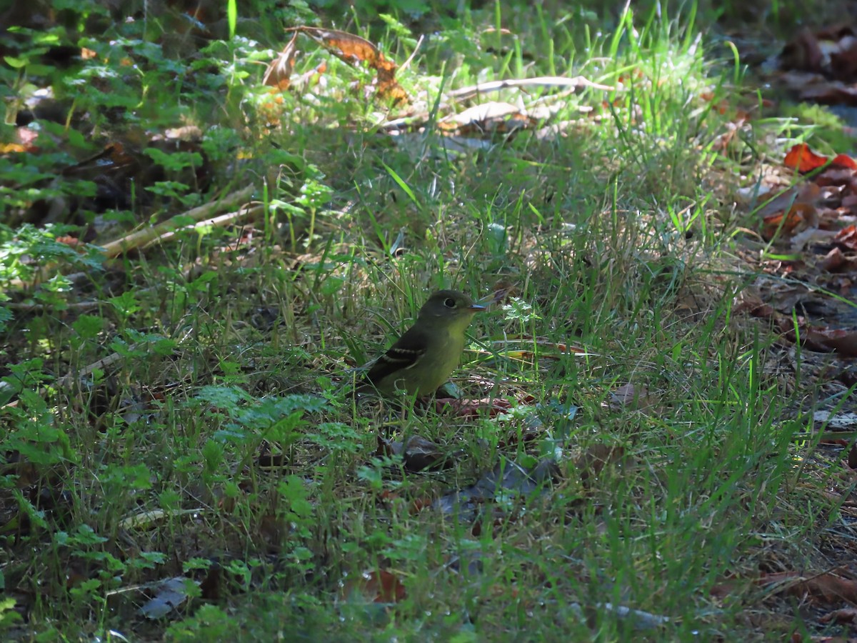Yellow-bellied Flycatcher - ML641125922