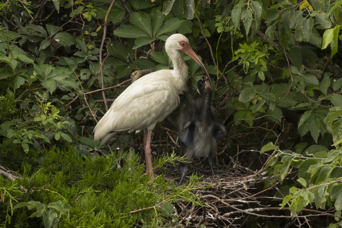 Ibis blanc - ML641125951