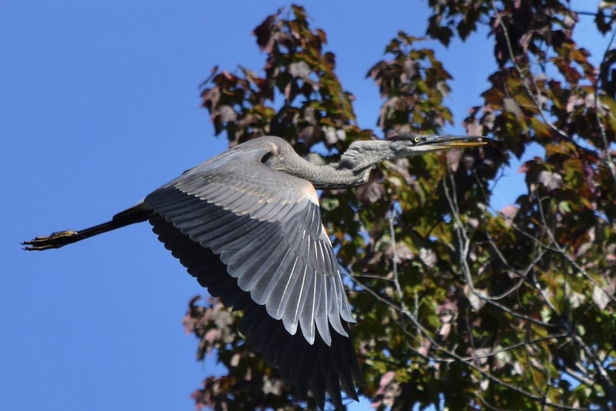Great Blue Heron - ML641125968