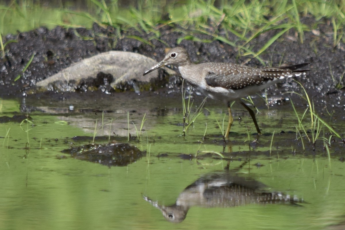 Solitary Sandpiper - ML641125971