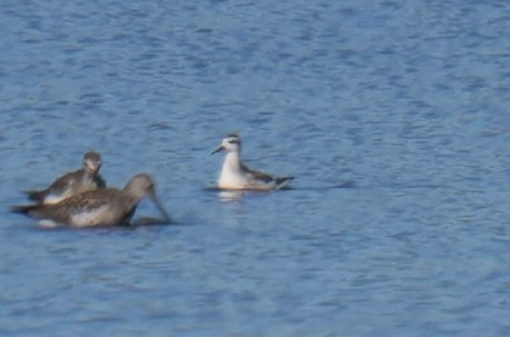 Red-necked Phalarope - ML641125987