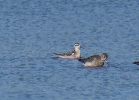 Red-necked Phalarope - ML641125988