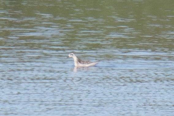 Red-necked Phalarope - ML641125989