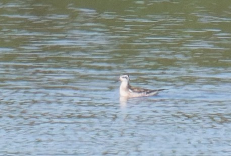 Red-necked Phalarope - ML641125990