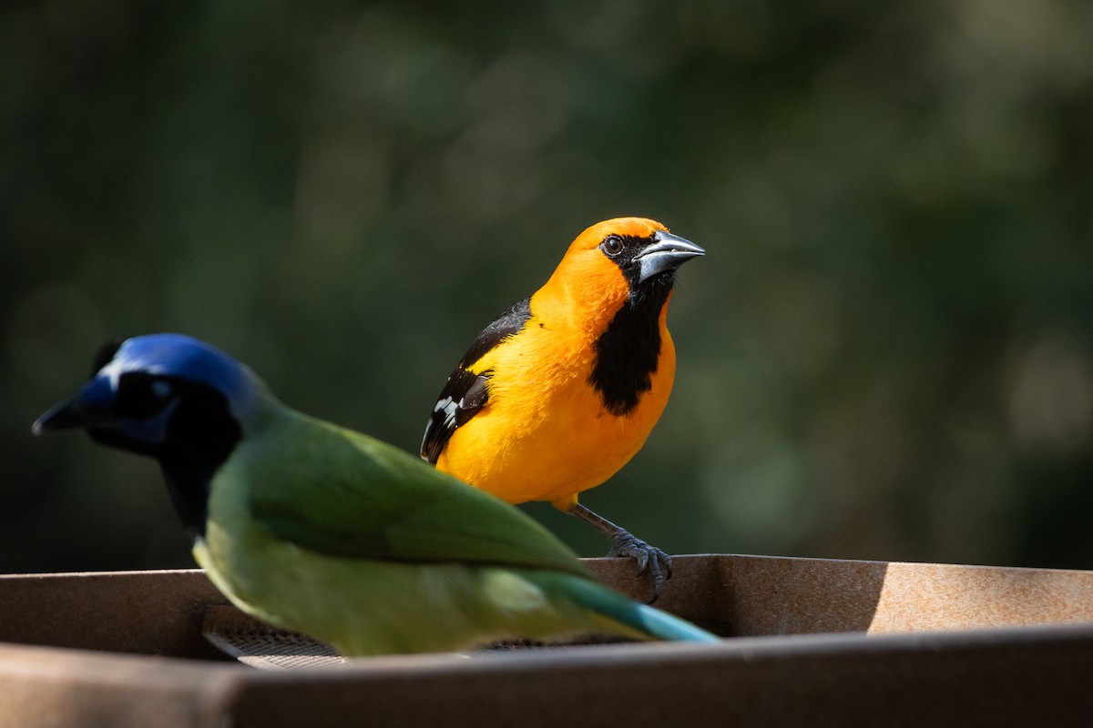 Altamira Oriole - ML641125995