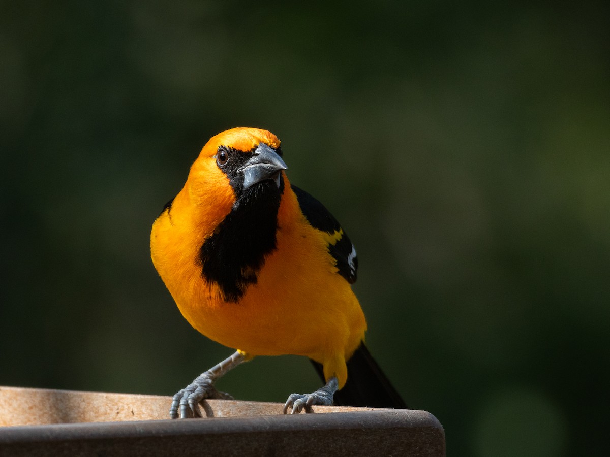 Altamira Oriole - ML641125997