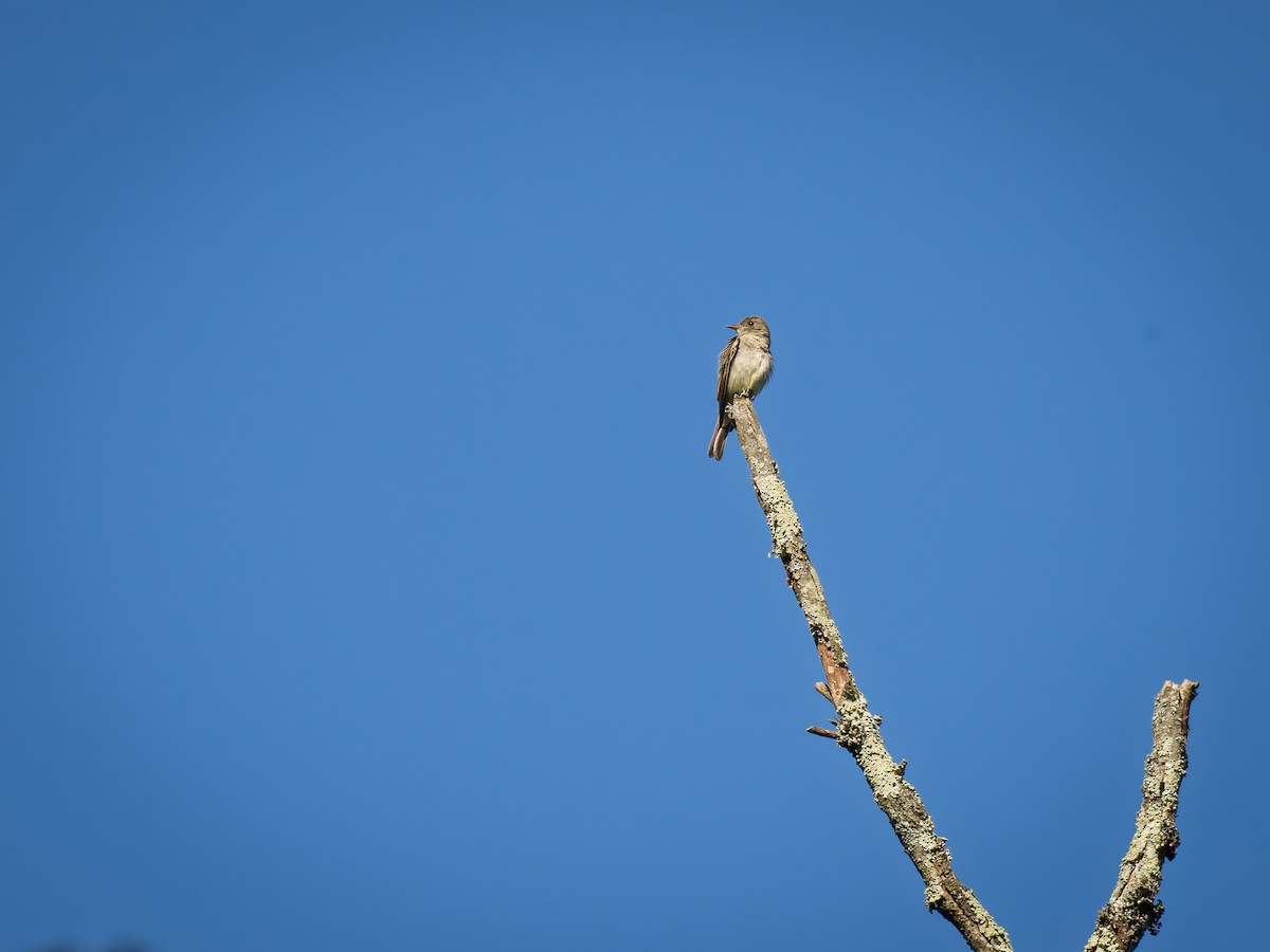Acadian Flycatcher - ML641126020
