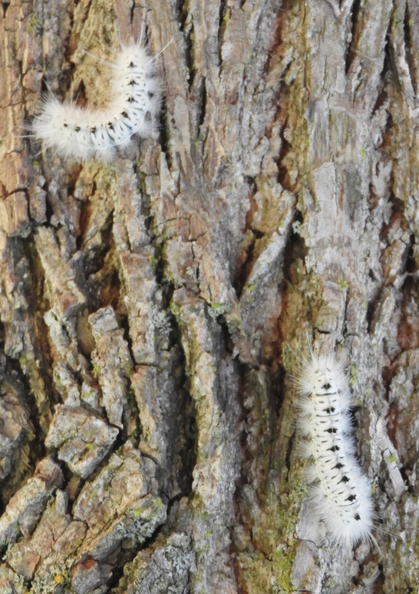 Hickory Tussock Moth - ML641126021
