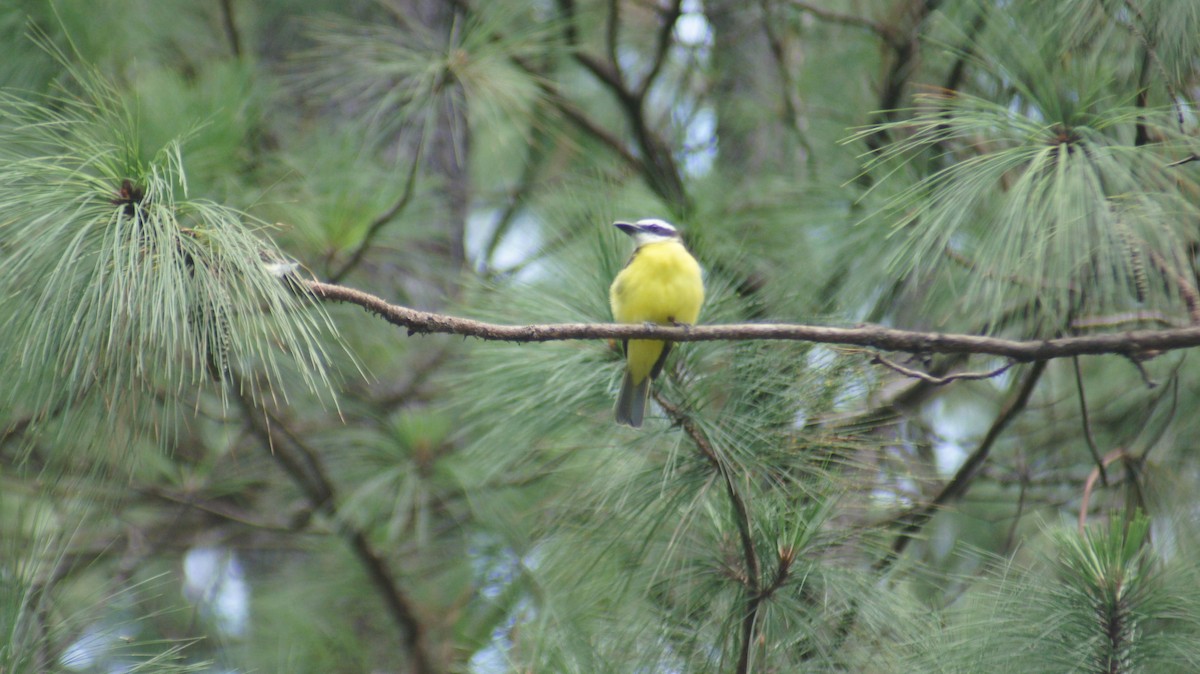 Boat-billed Flycatcher - ML641126022