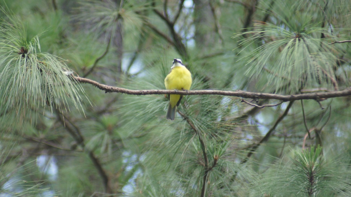 Boat-billed Flycatcher - ML641126025
