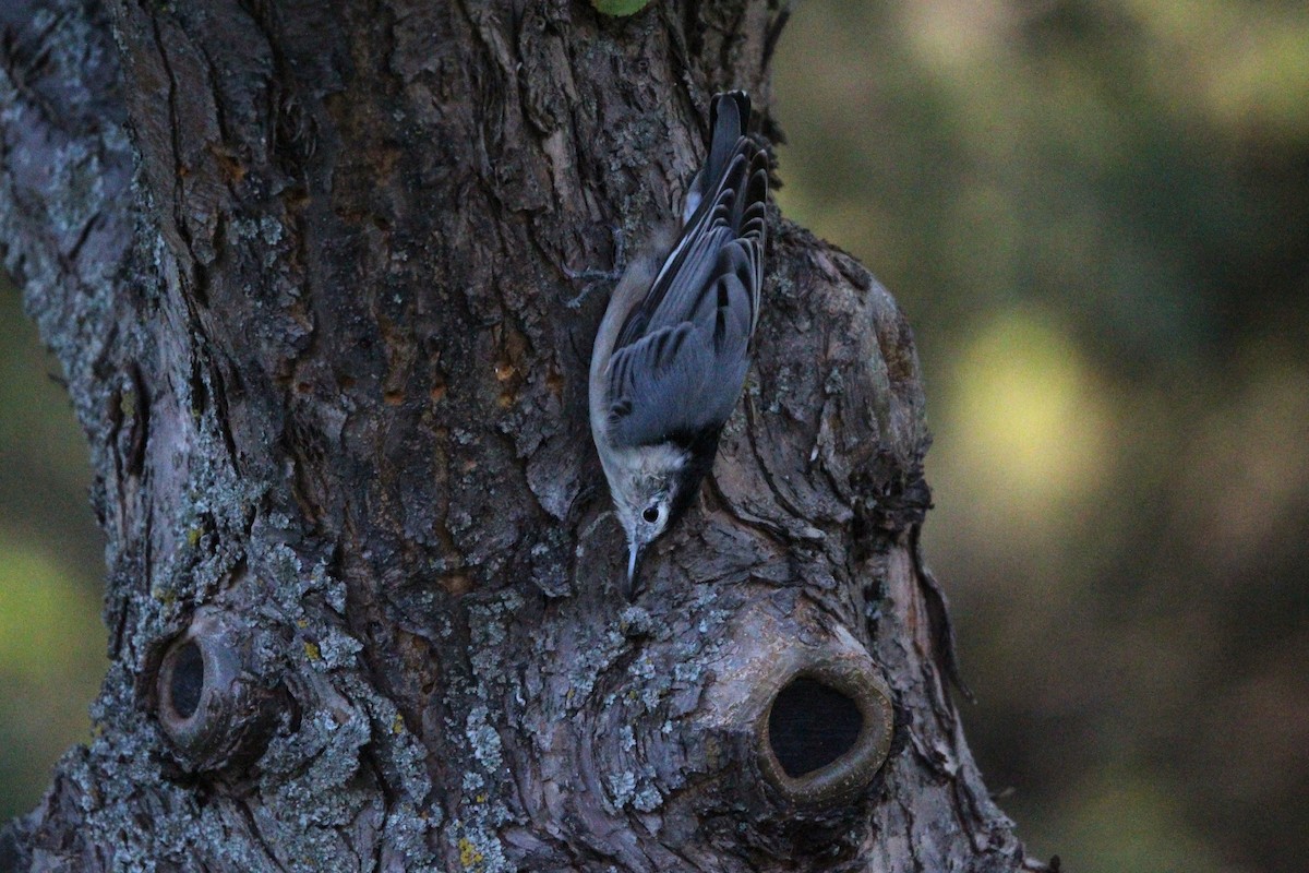 White-breasted Nuthatch - ML641126032