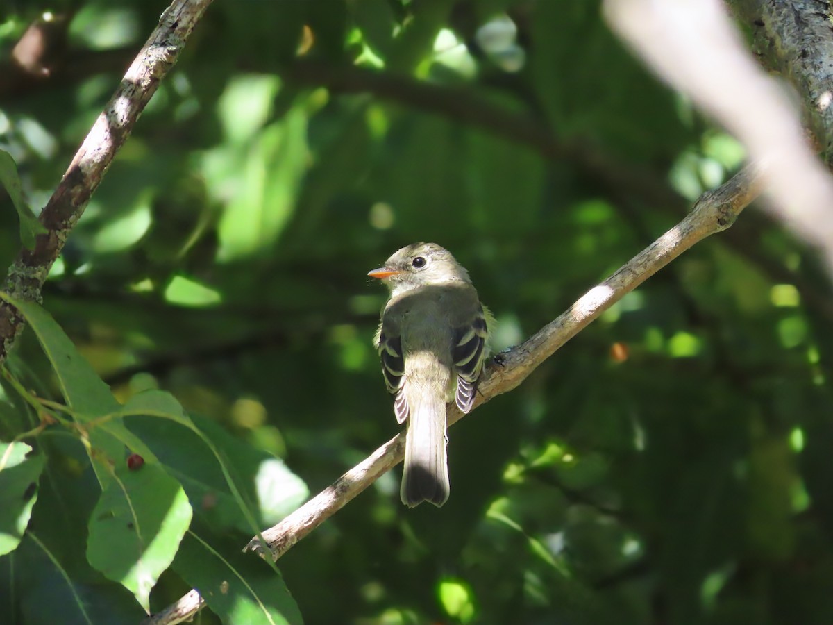 Least Flycatcher - ML641126043