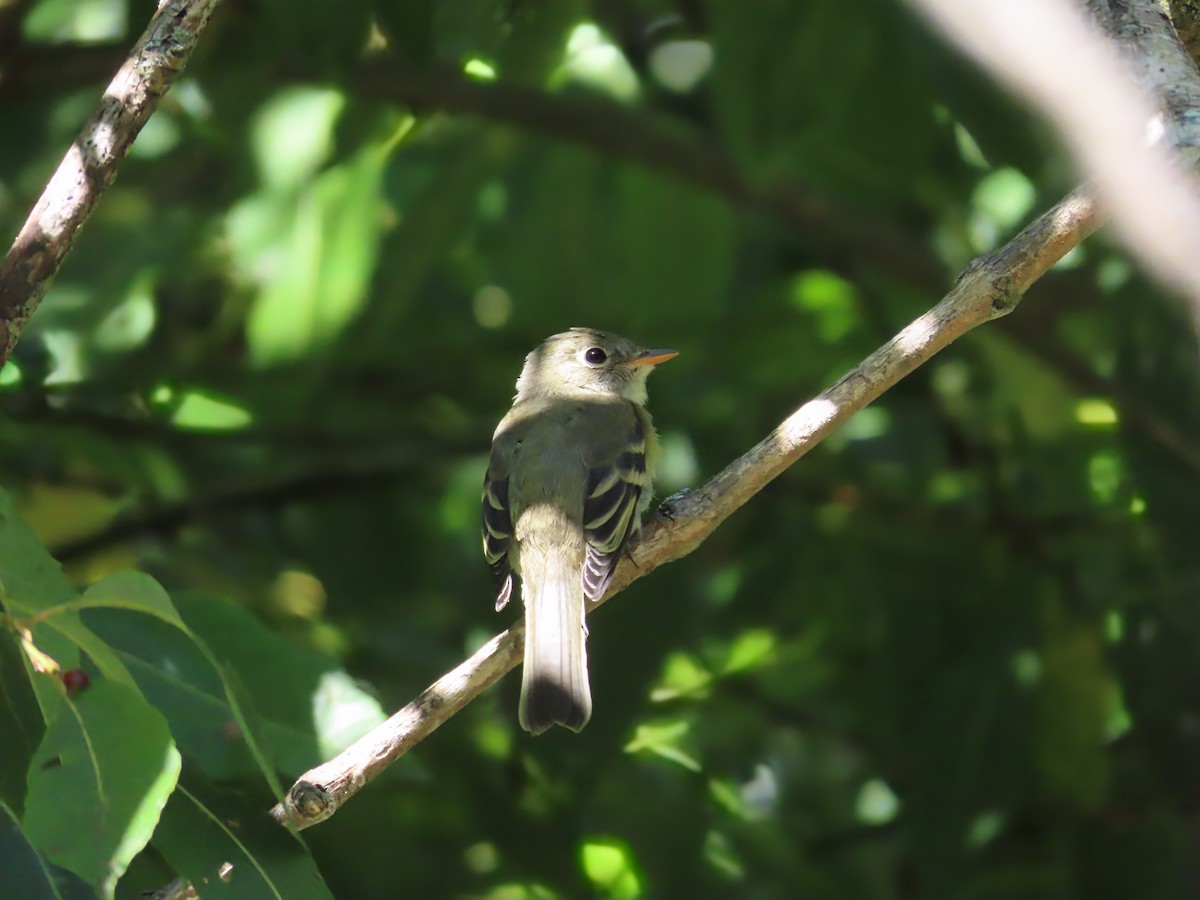 Least Flycatcher - ML641126044
