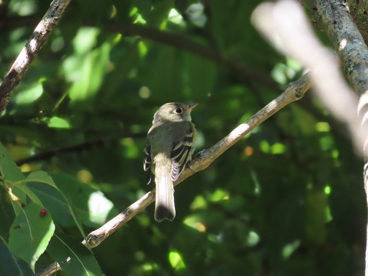 Least Flycatcher - ML641126045