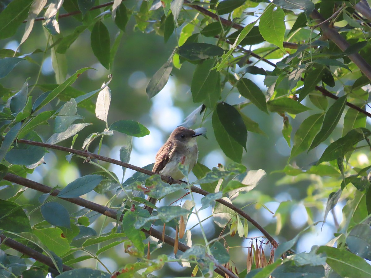 Eastern Phoebe - ML641126062
