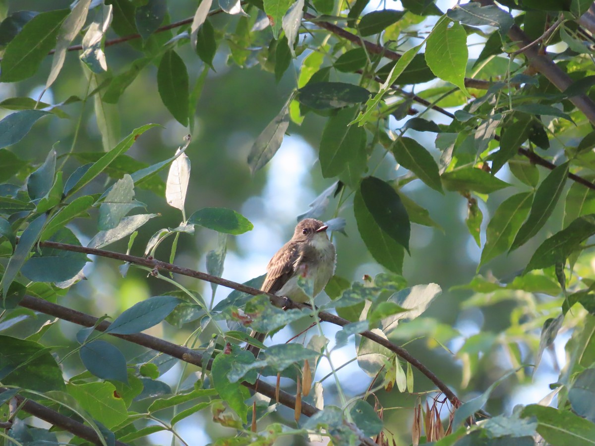 Eastern Phoebe - ML641126063
