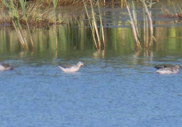 Wilson's Phalarope - ML641126064